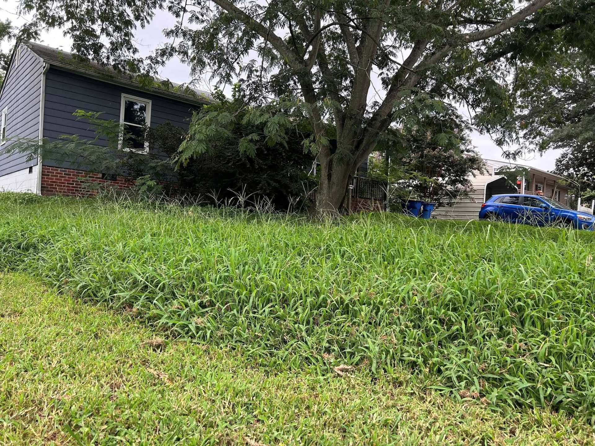A house with dark siding and overgrown green grass in front; a tree is in the middle of the yard, and a blue car is parked on the right.