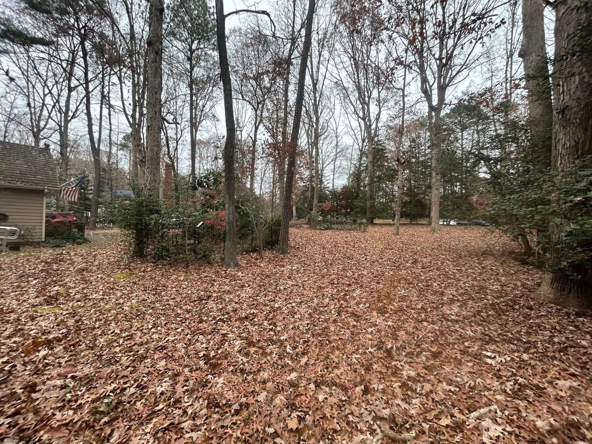 A yard covered in brown leaves, surrounded by bare trees, on a cloudy day.