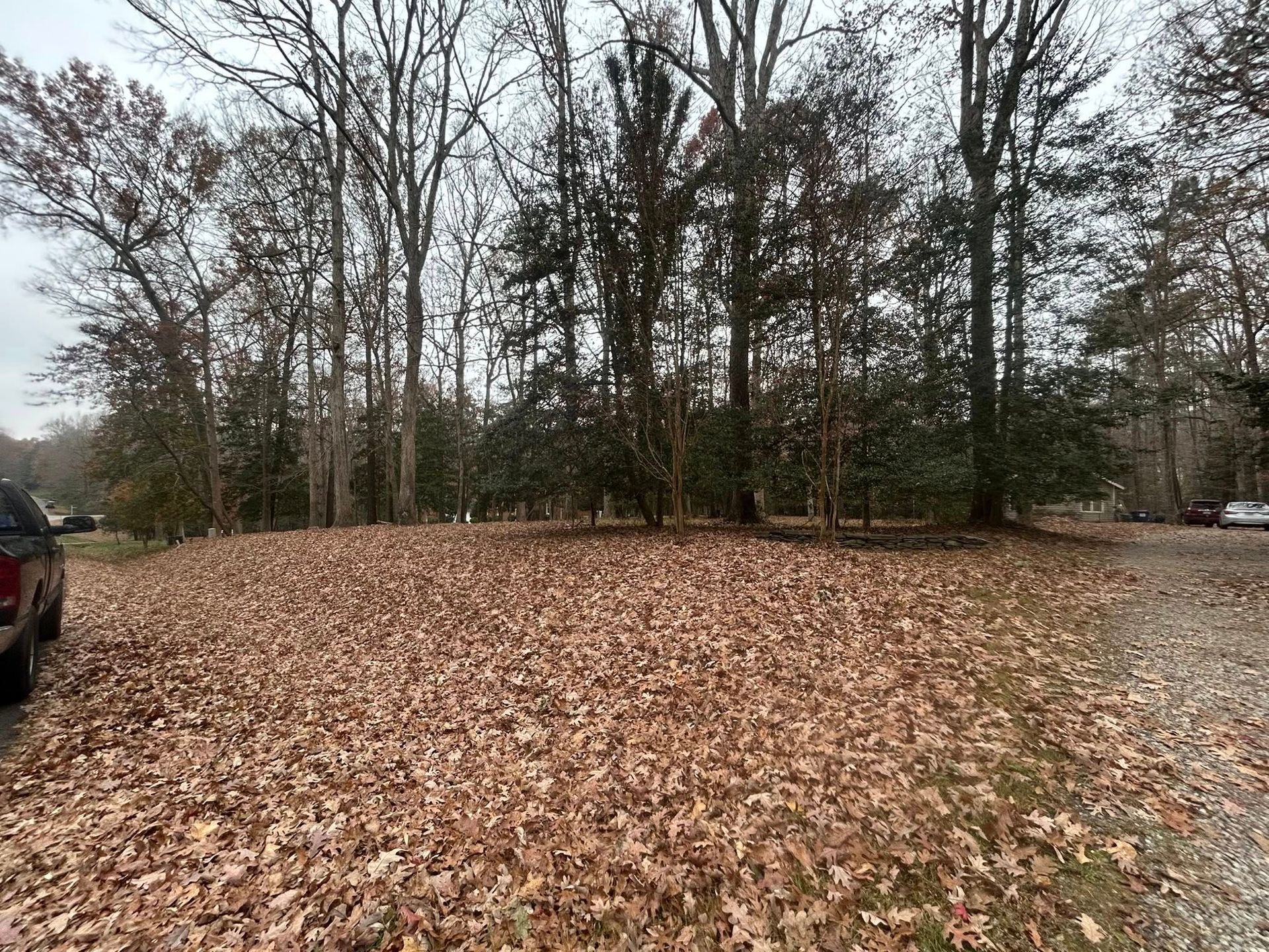 Brown leaves cover a yard. Trees with bare branches and evergreen bushes frame the background.