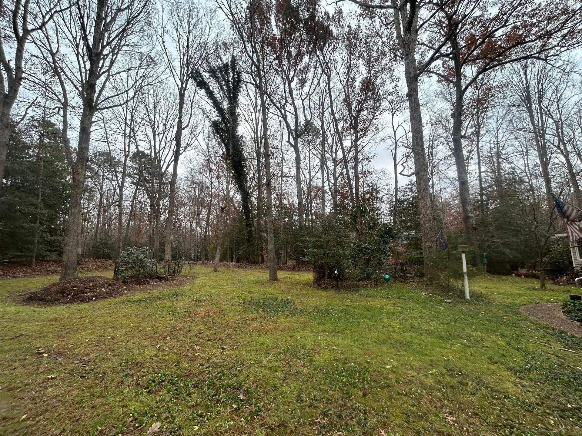 Grassy yard with bare trees in a wooded area on a cloudy day.