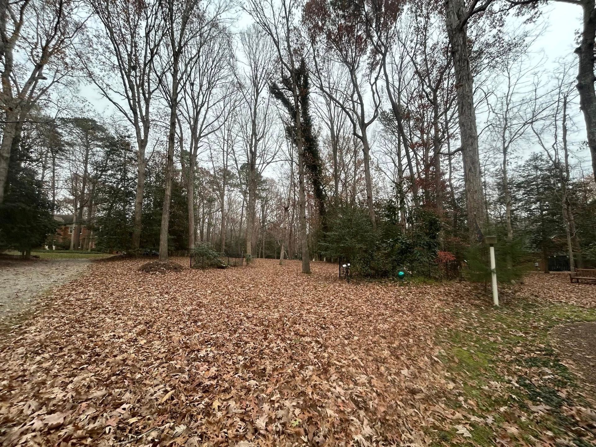 Fallen brown leaves cover a yard in front of leafless trees and green bushes under a cloudy sky.