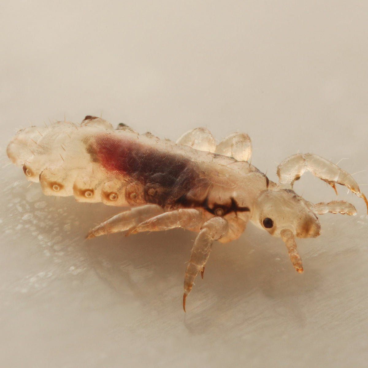 lice