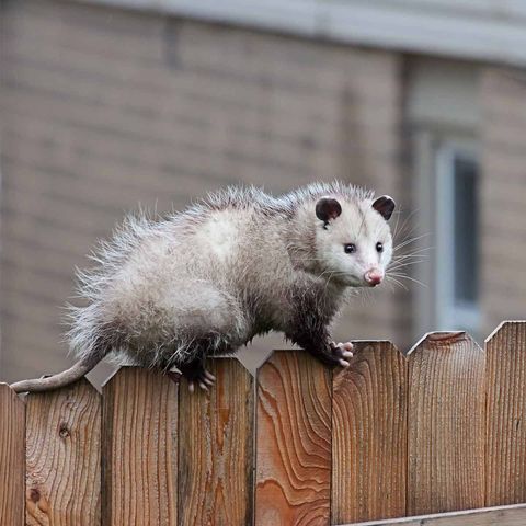 possum on a fence