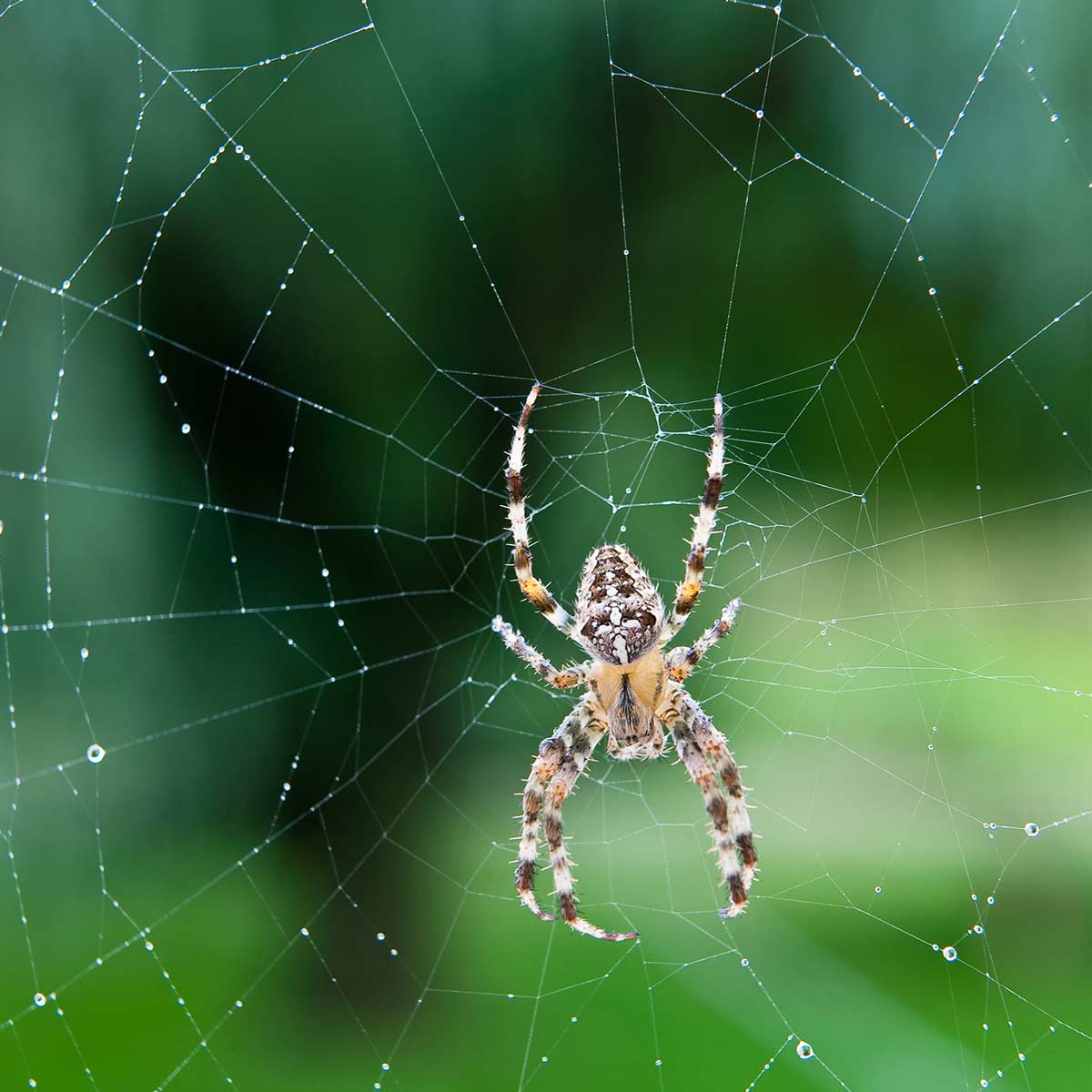 spider