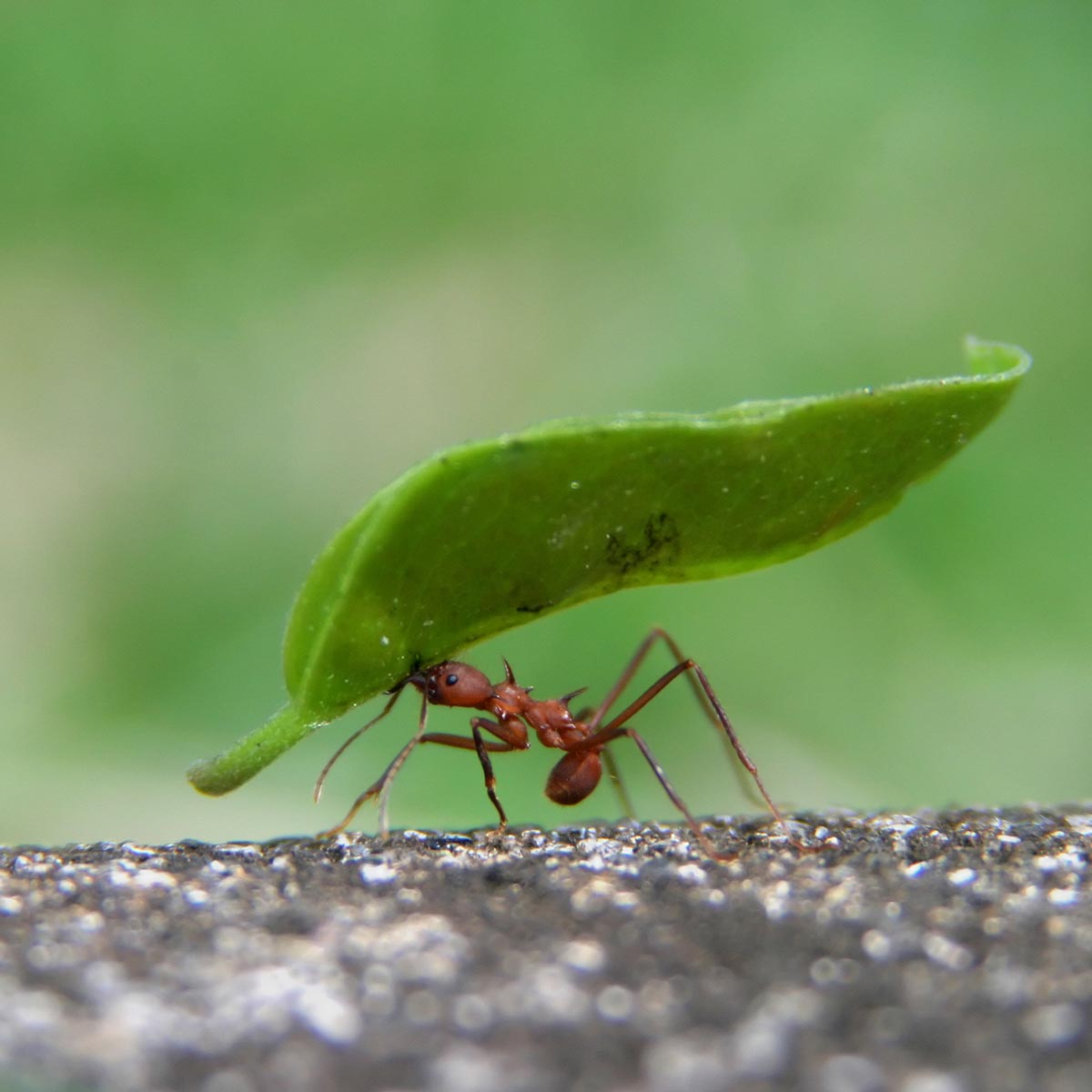 ant