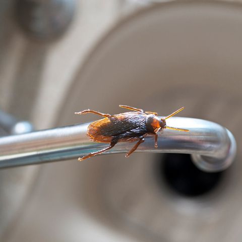 roach on a sink