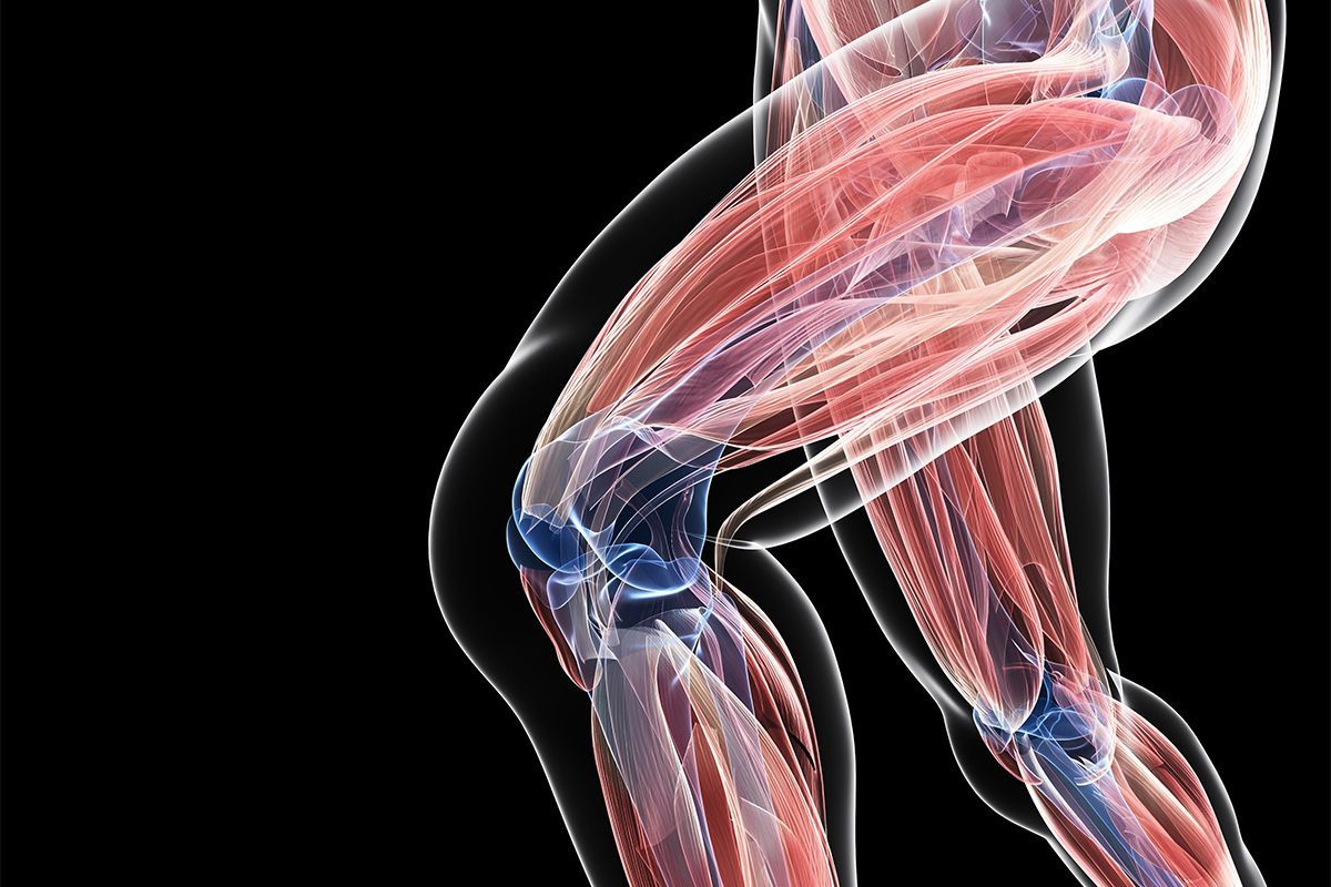 A computer generated image of a person 's muscles and joints.