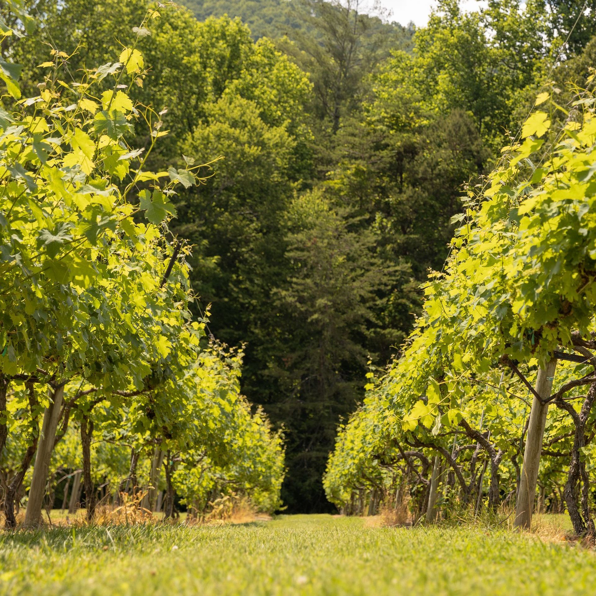 Low angle of vineyards