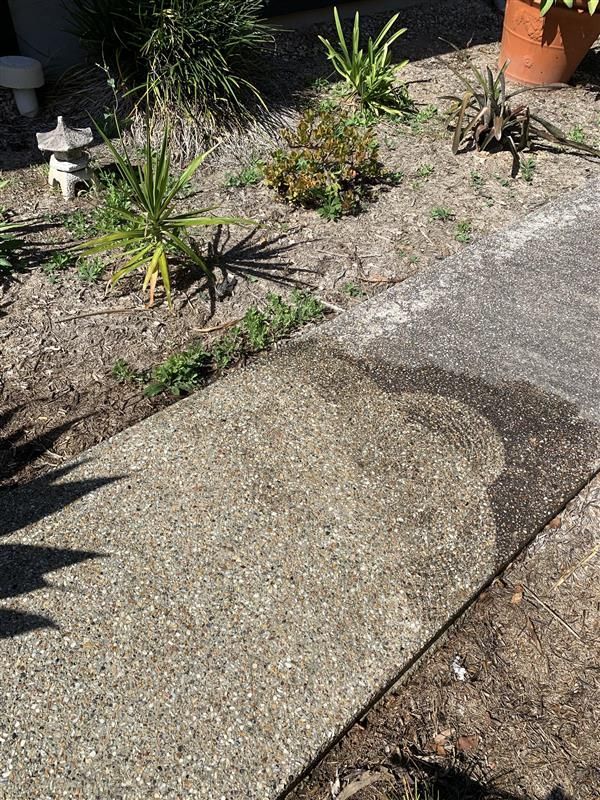 A concrete walkway surrounded by plants and a potted plant.