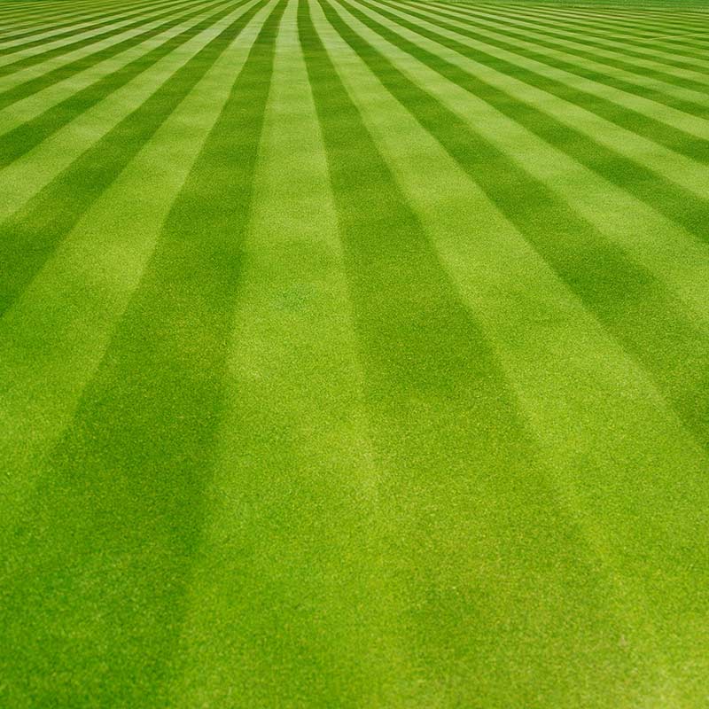 clean, cut grass