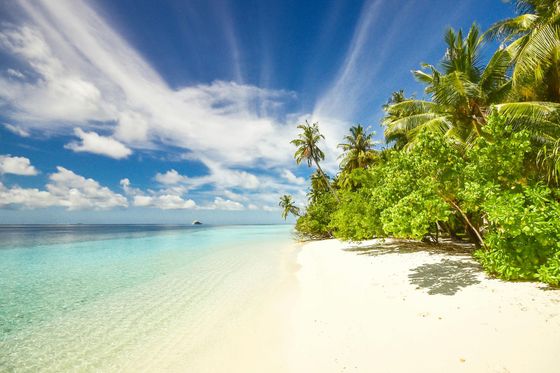 A tropical beach with palm trees and the sun shining through the clouds