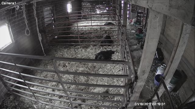 wireless barn camera system