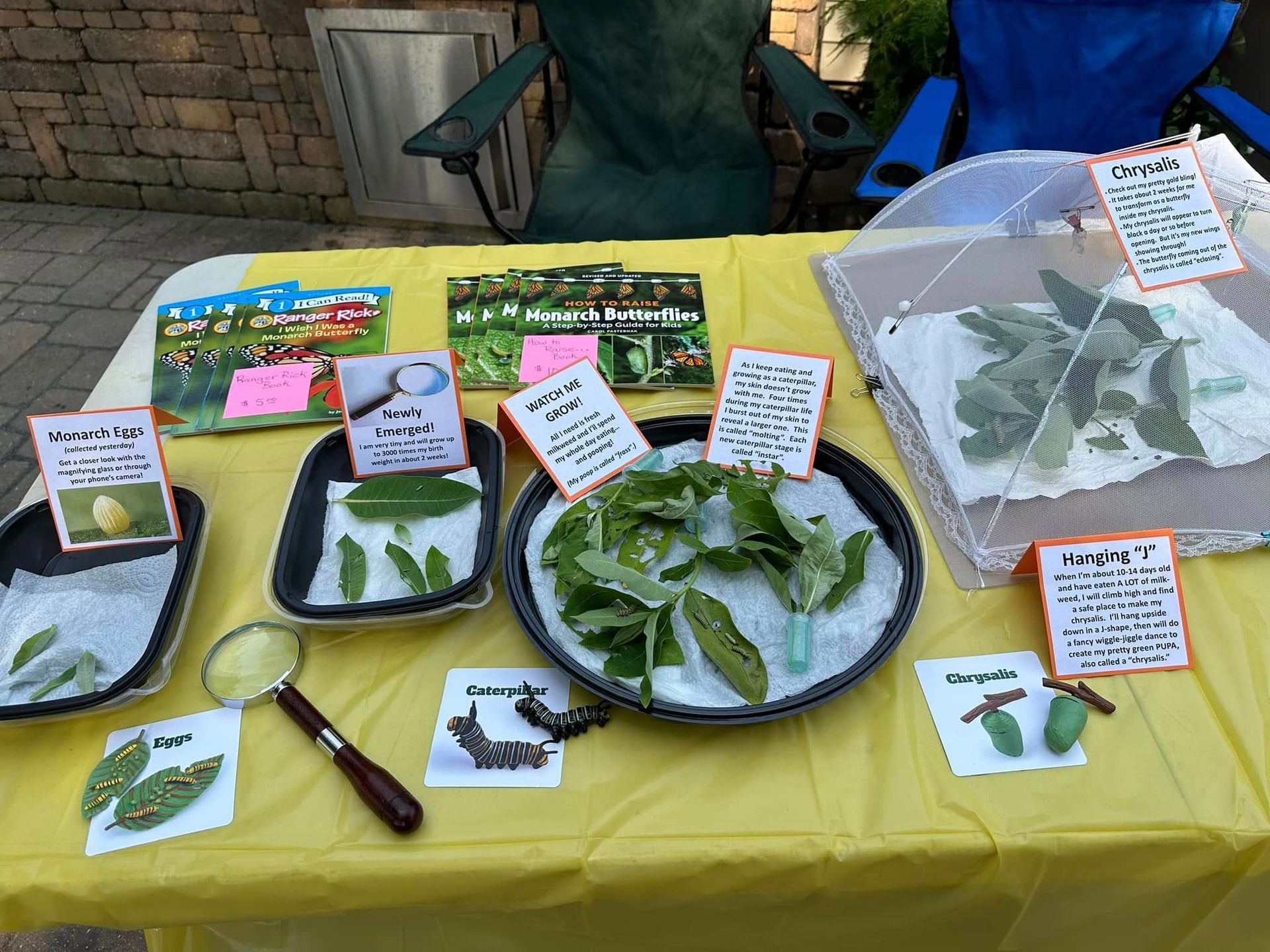 A table with plates of leaves and a magnifying glass on it