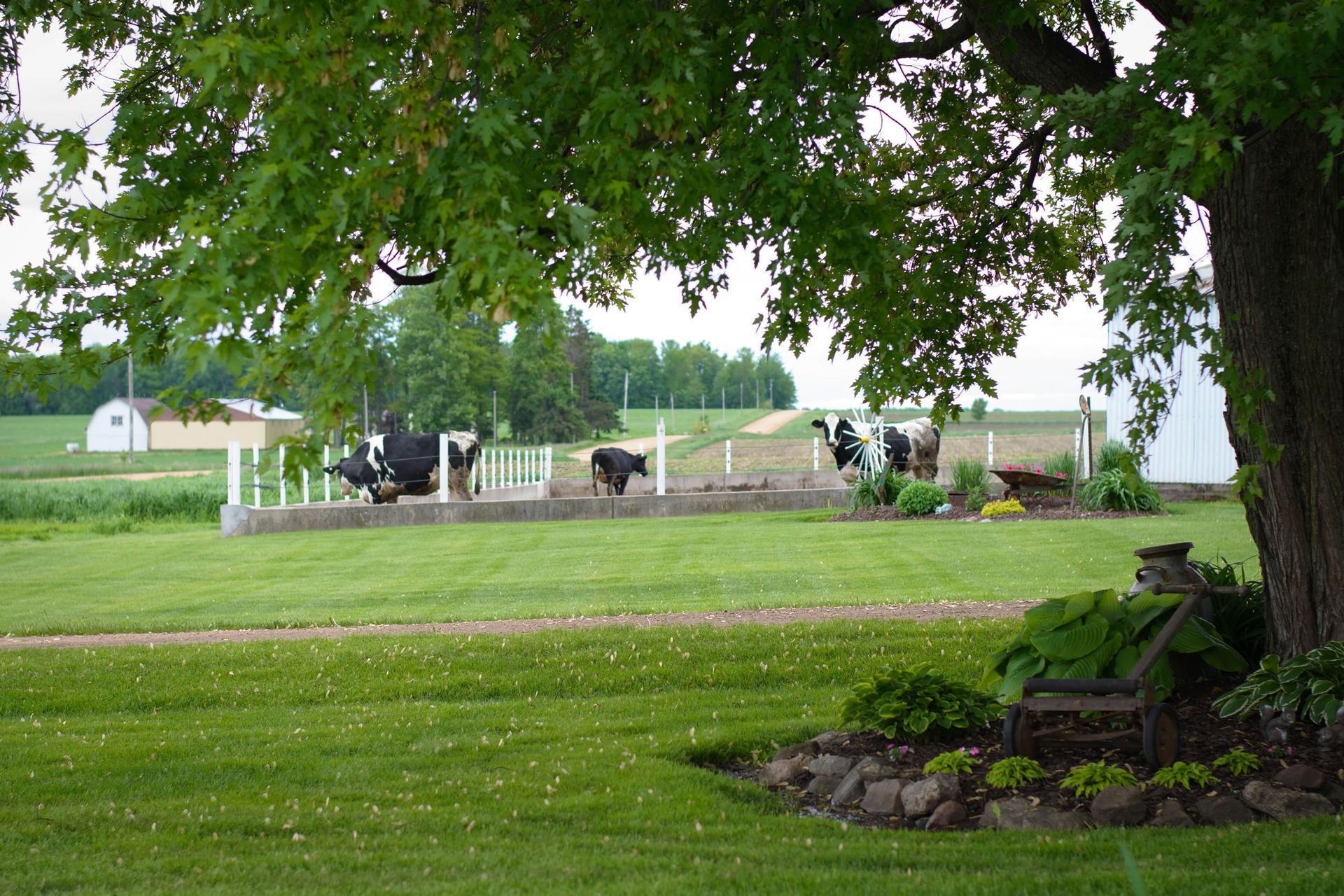 A group of cows are grazing in a grassy field behind a fence.