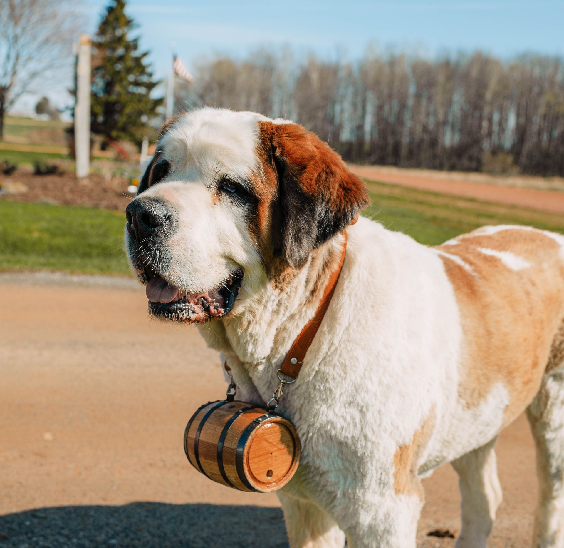 A brown and white dog is sitting in front of a sign that says hostas