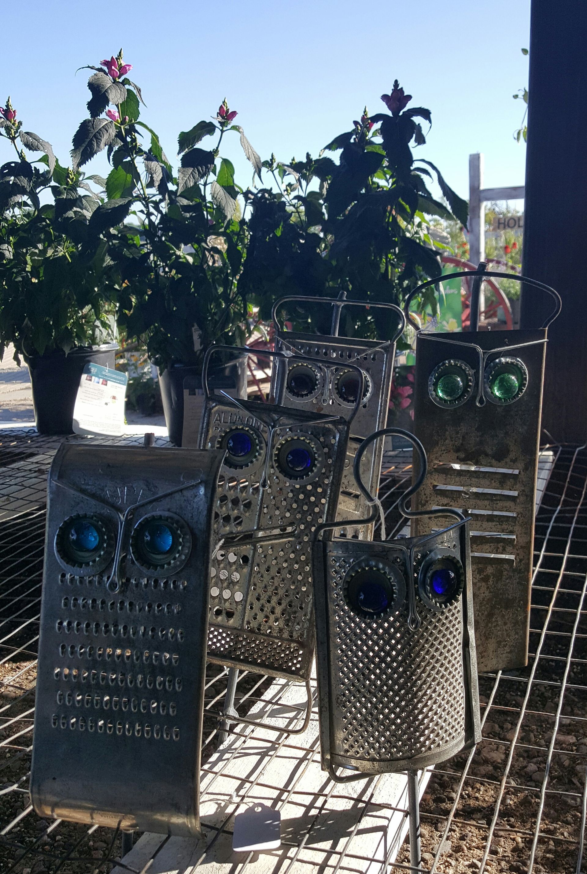 Metal grater owls with blue and green glass eyes, on a wire shelf, with plants in background.