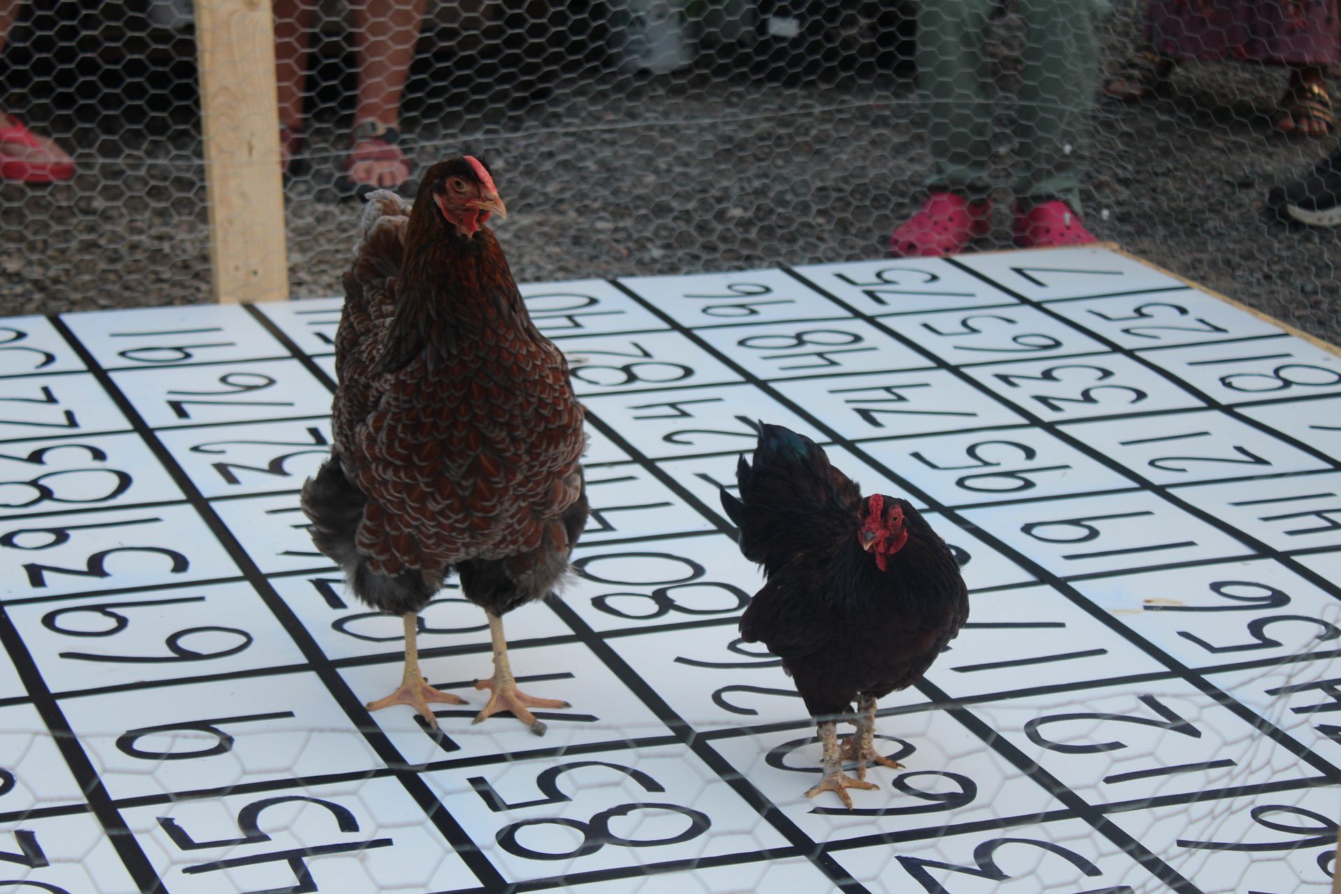 Two chickens on a numbered grid, possibly participating in a game or contest.