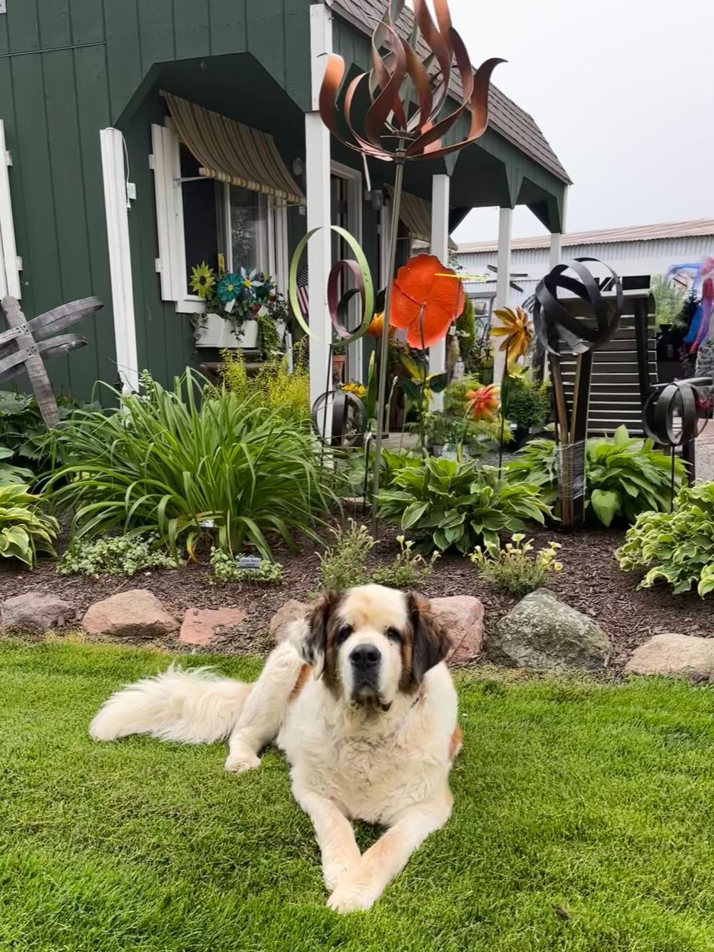 Saint Bernard dog rests on grass in front of a green house with a flower garden.
