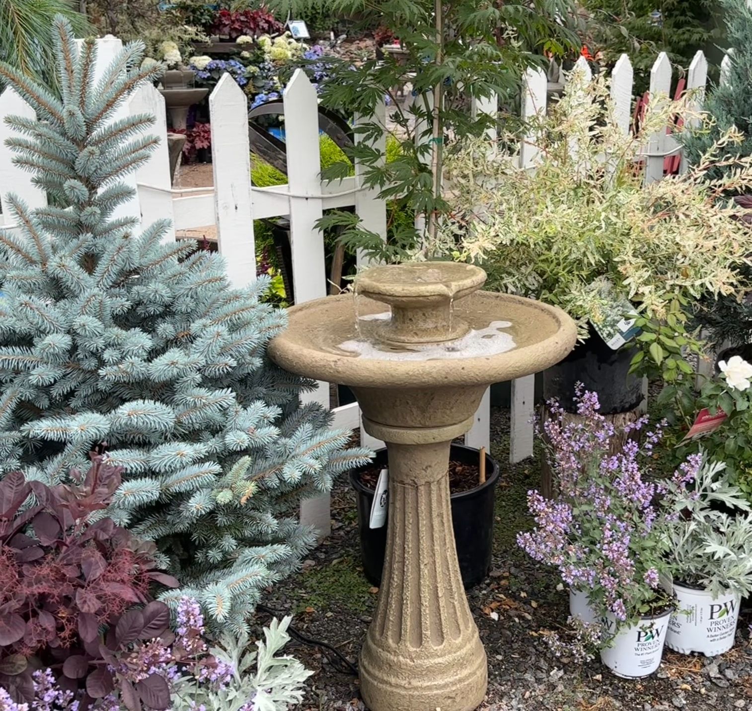 A stone bird bath fountain in a garden, with plants and a white picket fence.