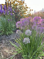 A field of red tulips with green leaves