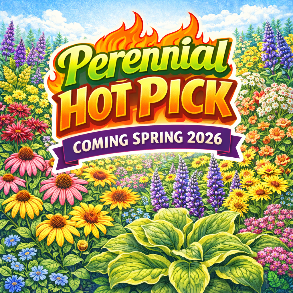 A sign that says `` coming soon '' next to a branch of eucalyptus leaves.