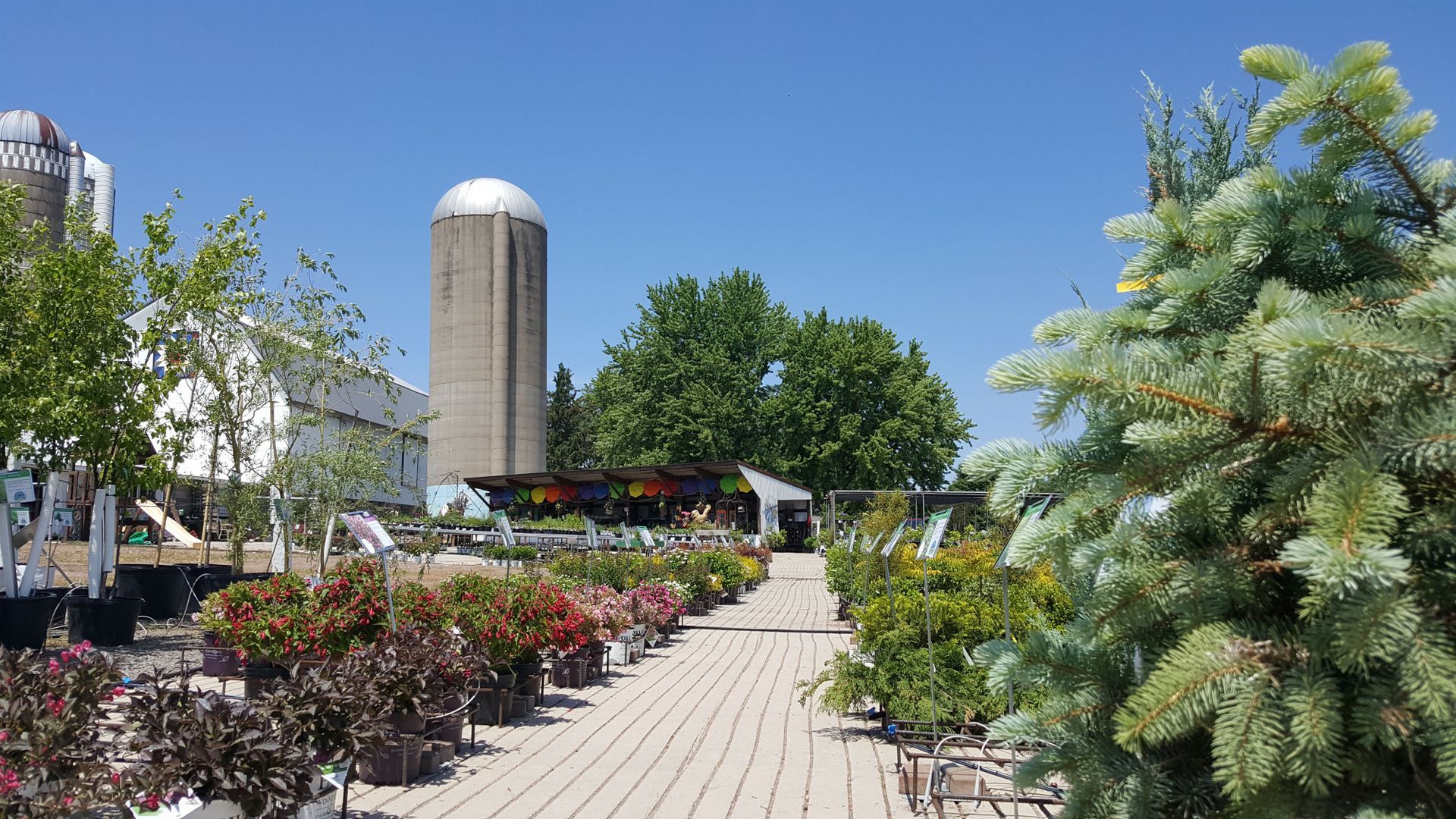 A row of potted plants lined up on a sidewalk with a silo in the background.