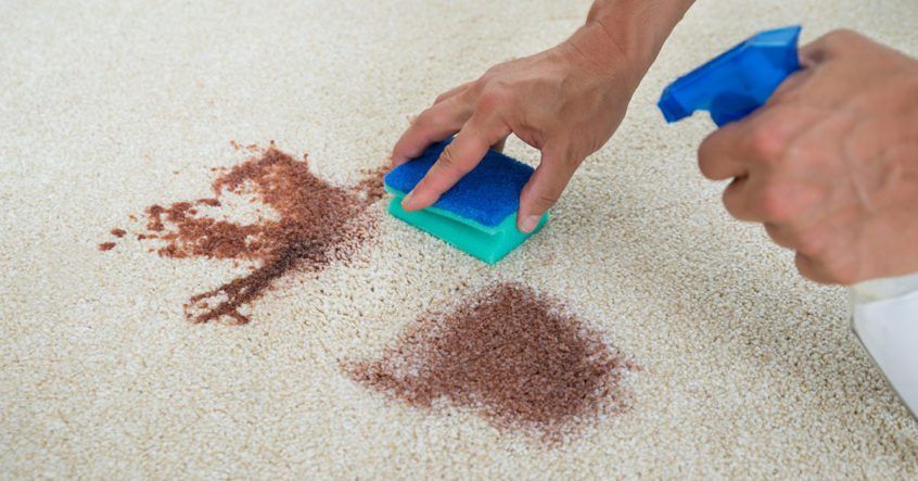 A close-up image of a hand using sponge and special soap to remove a pet stain