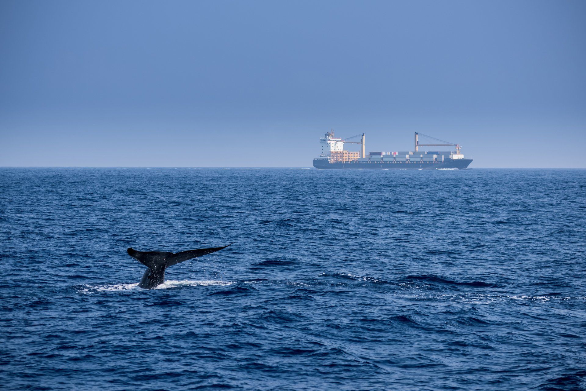 Washing Green Hydrogen Fuel Cells Whale in ocean