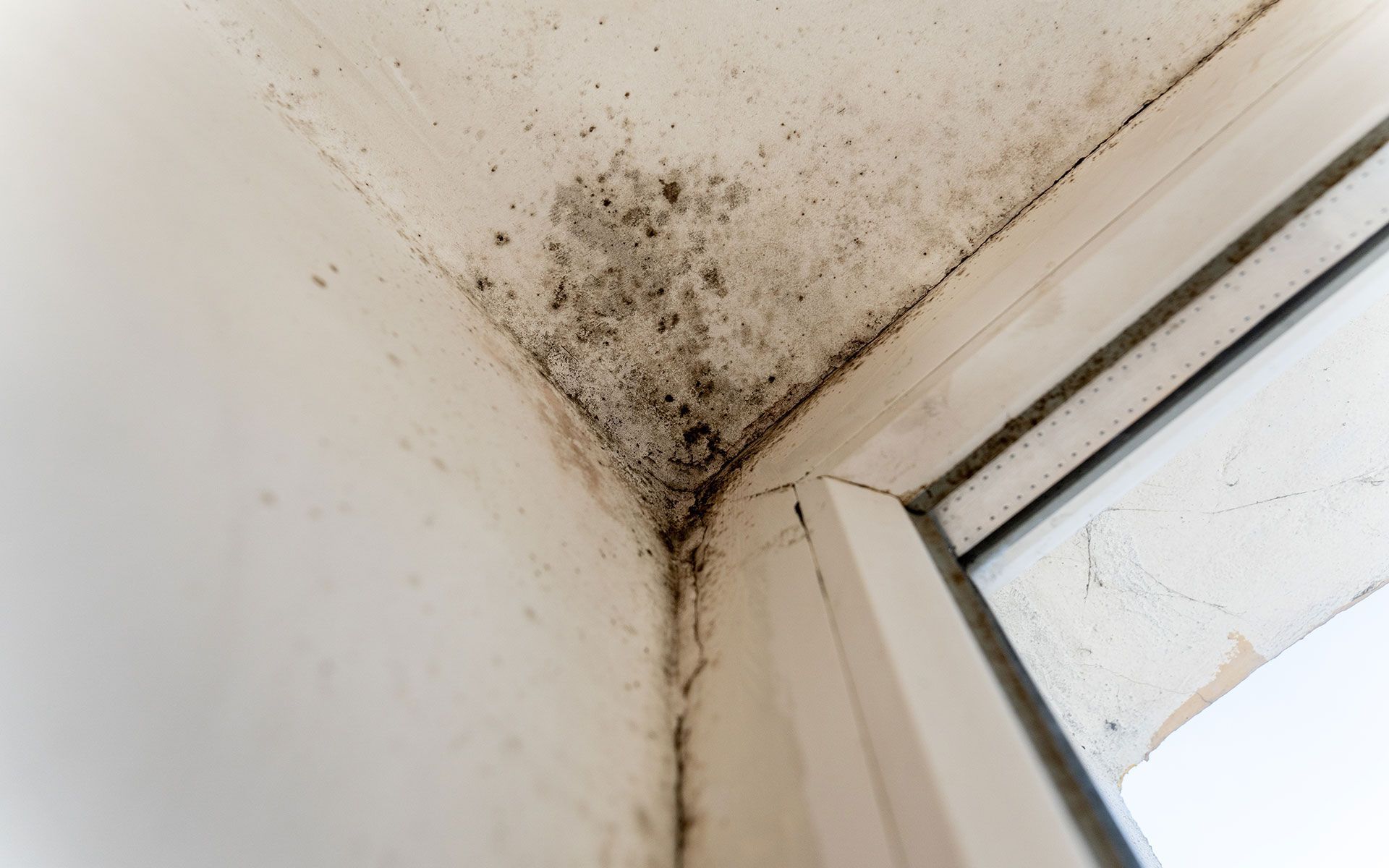 Mold growth in corner of white wall and window frame.