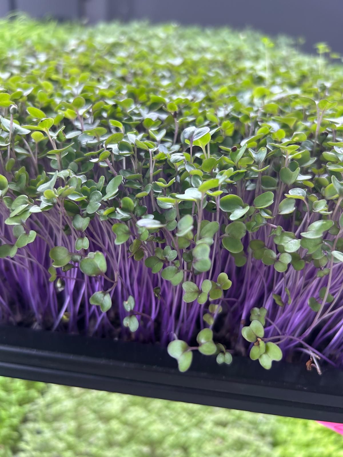 microgreen-order-form-epicurian-club