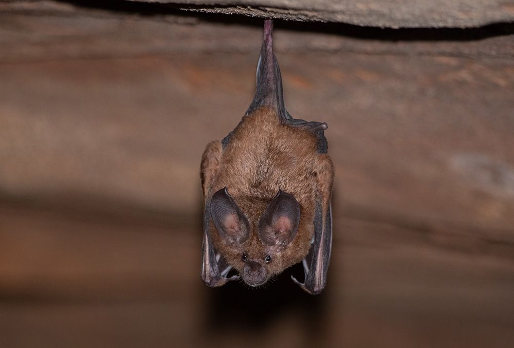 Wildlife Removal & Relocation