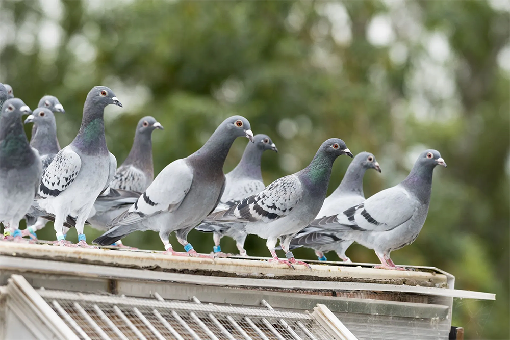 Bird Control
