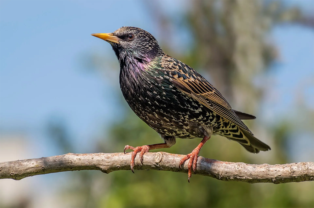 Bird Control