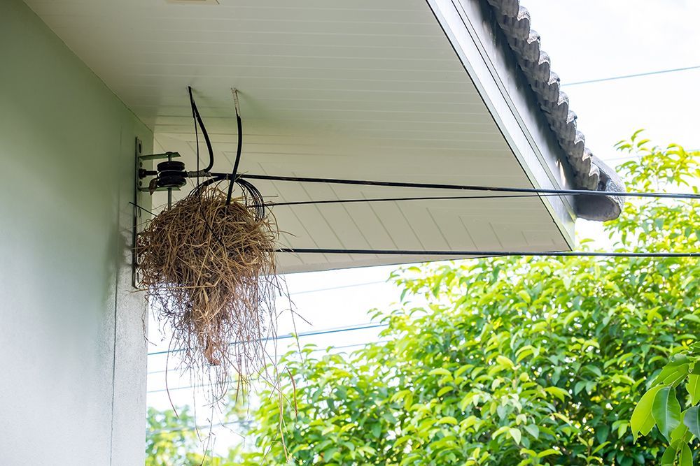 Bird Control