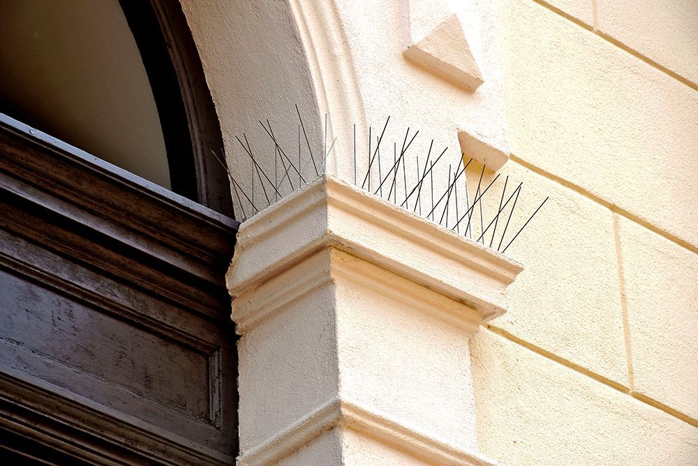 Bird Control