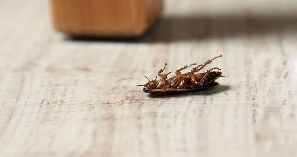 Cockroach Control