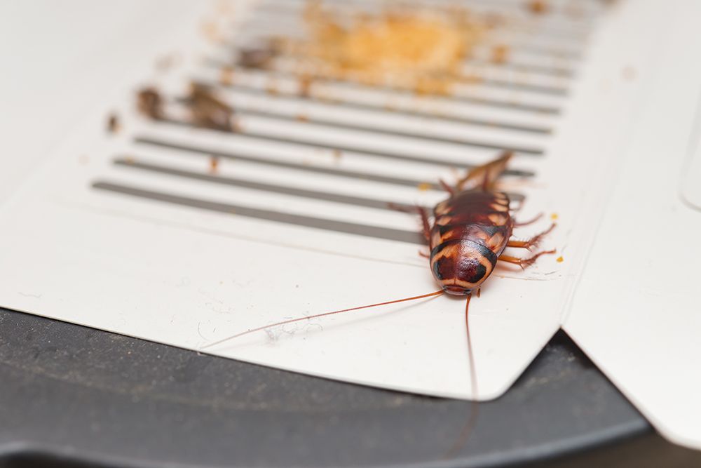Cockroach Control