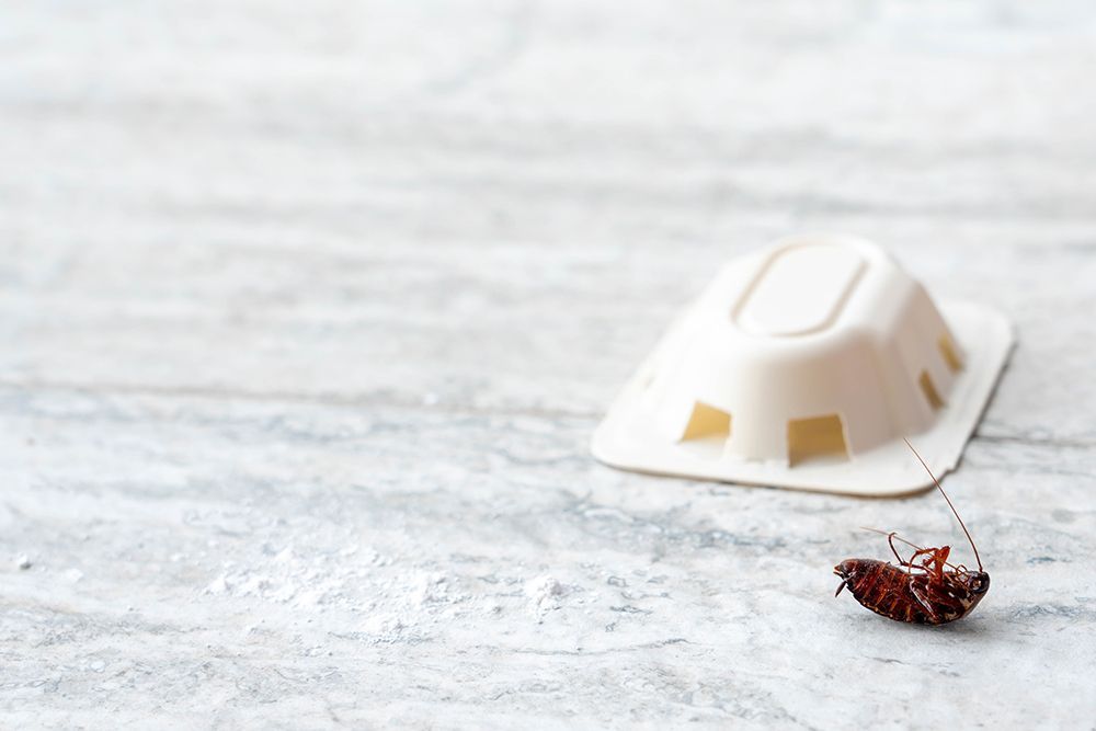Cockroach Control