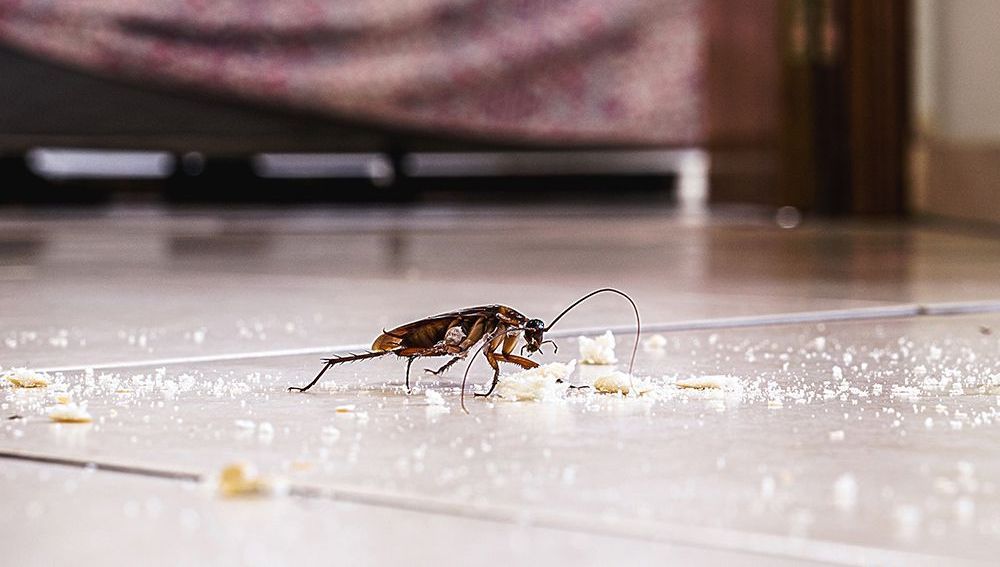 Cockroach Control