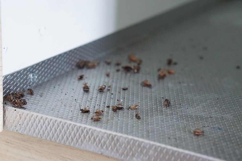 Commercial Pest Control