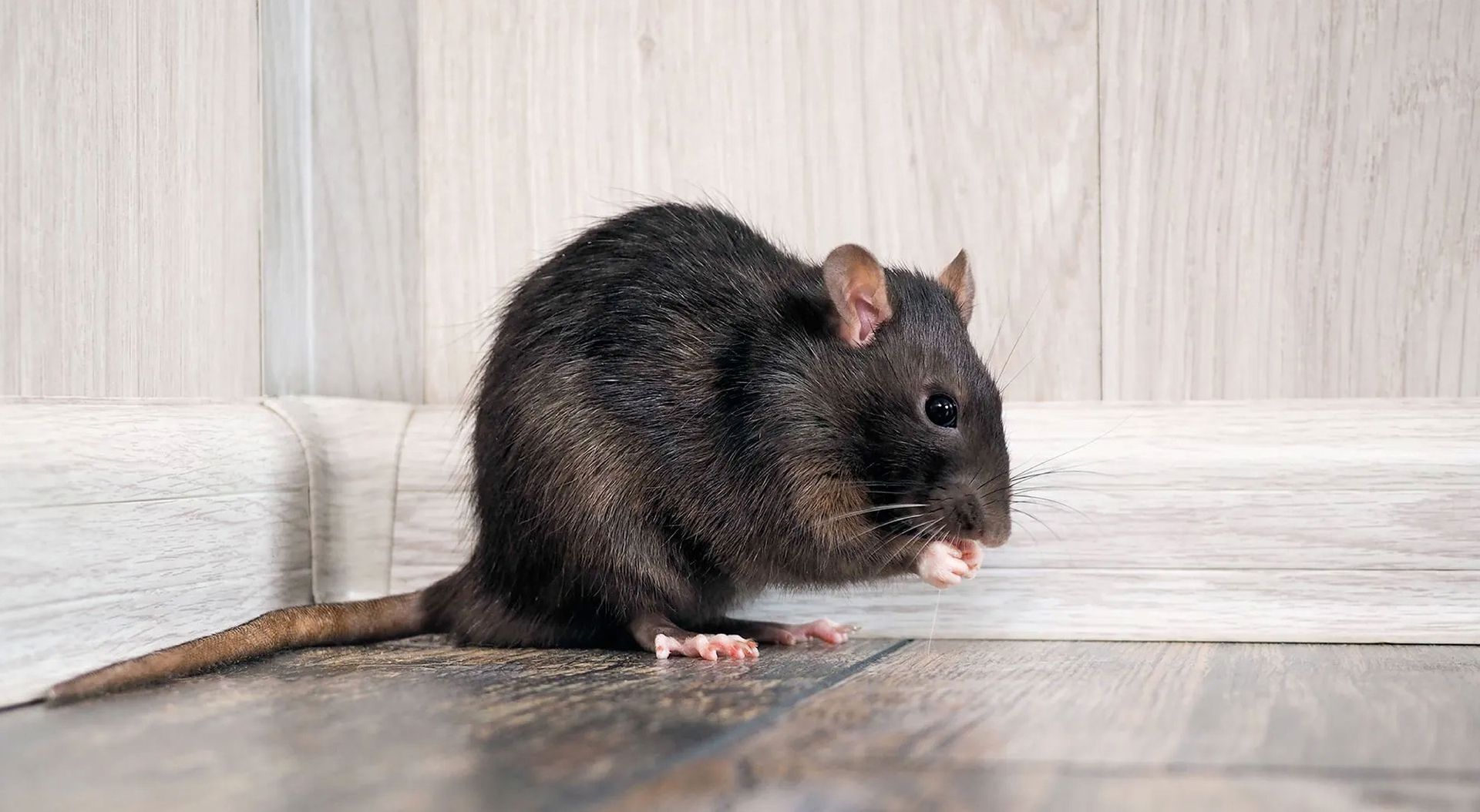 Holiday Pest Watch: Keep Unwanted Guests Out This Season