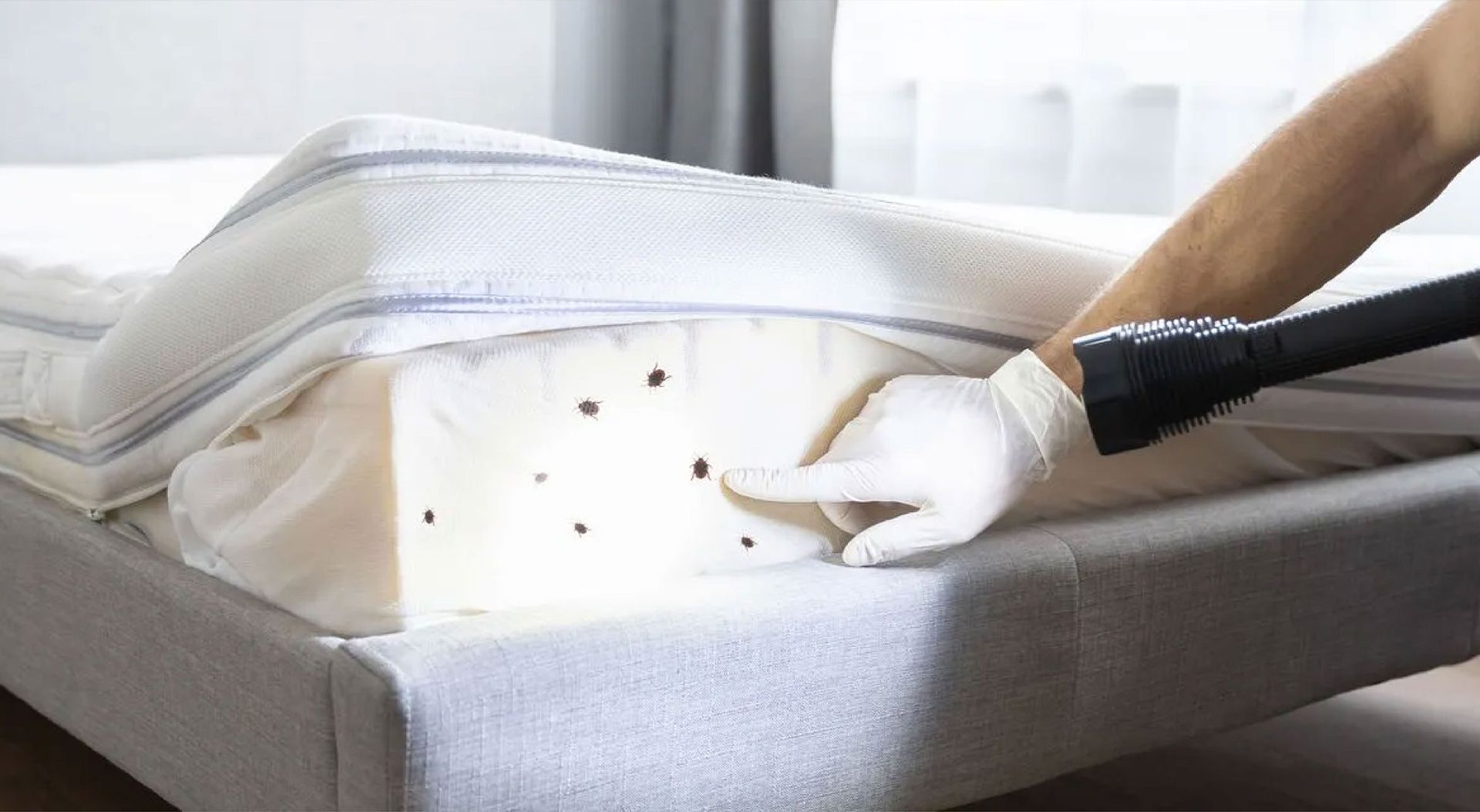 Preparing Your Home for Pest-Free Holiday Celebrations