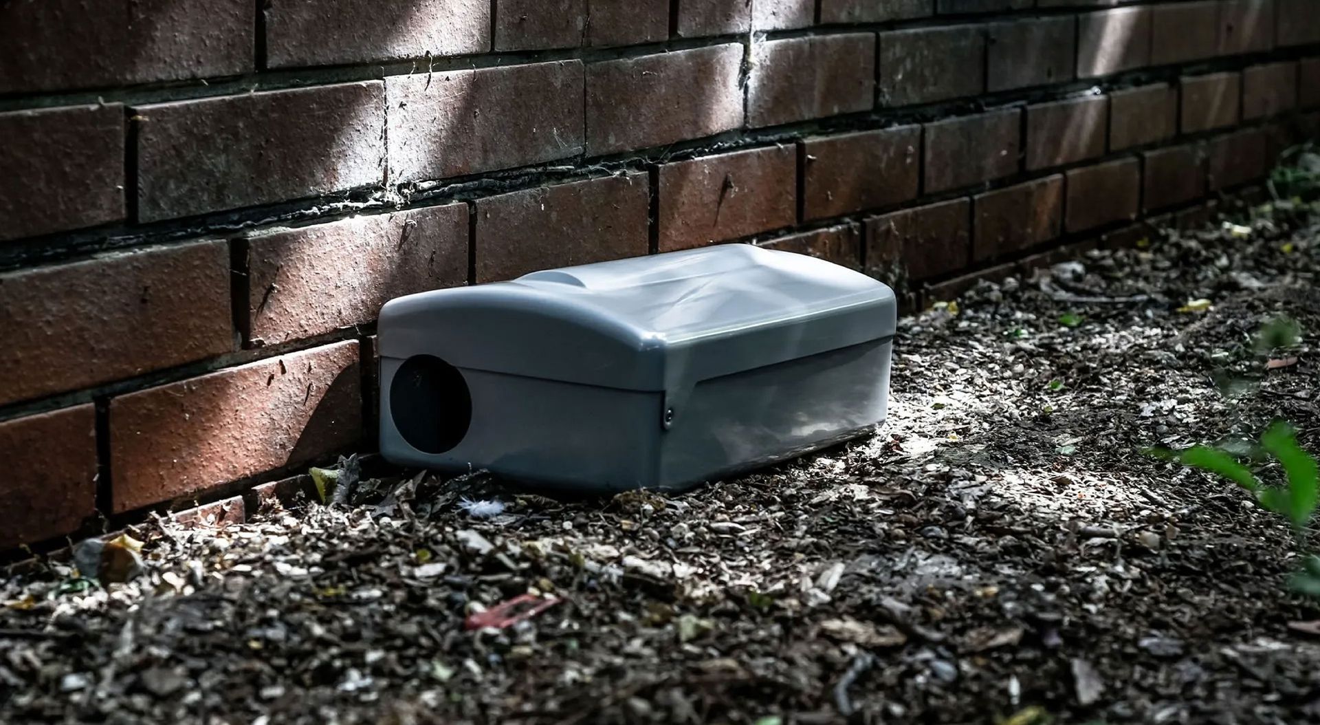 Spring Tips: Rodent Control Strategies for Colorado Homes