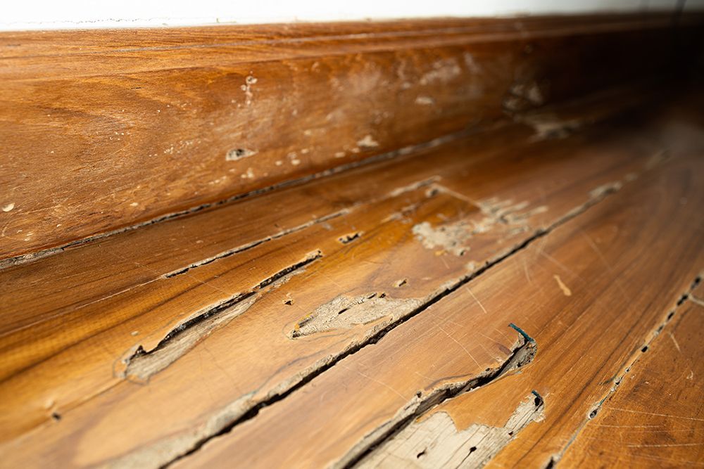 Termite Control