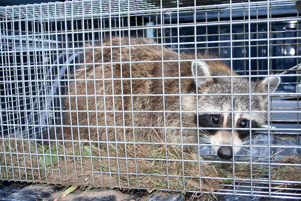 Wildlife Removal & Relocation