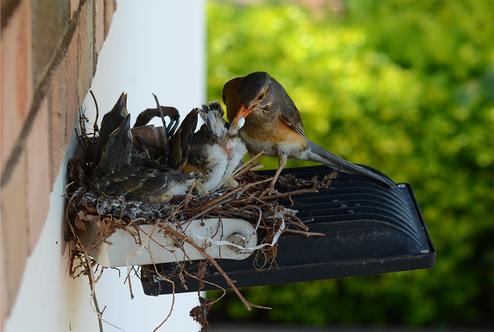 Wildlife Removal & Relocation