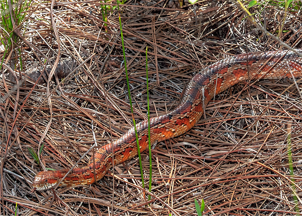 Wildlife Removal & Relocation