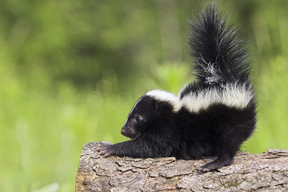 Wildlife Removal & Relocation
