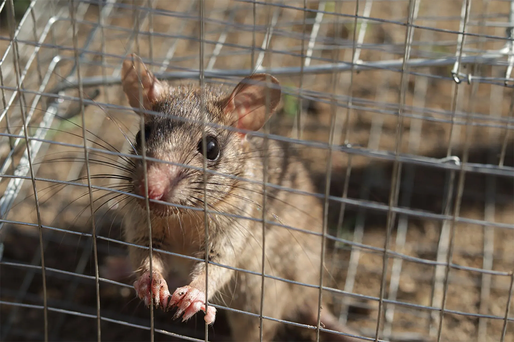 Wildlife Removal & Relocation