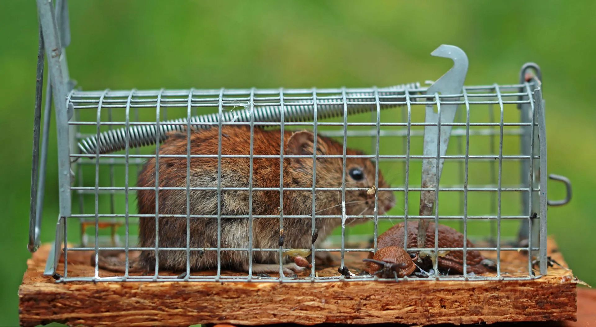 Wildlife in Your Yard? Humane Removal & Relocation Tactics